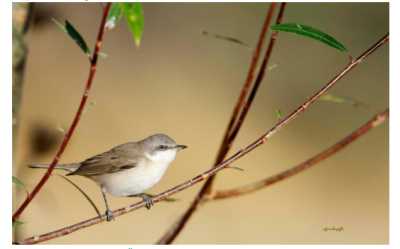 Küçük Atgerdanlı Ötleğen